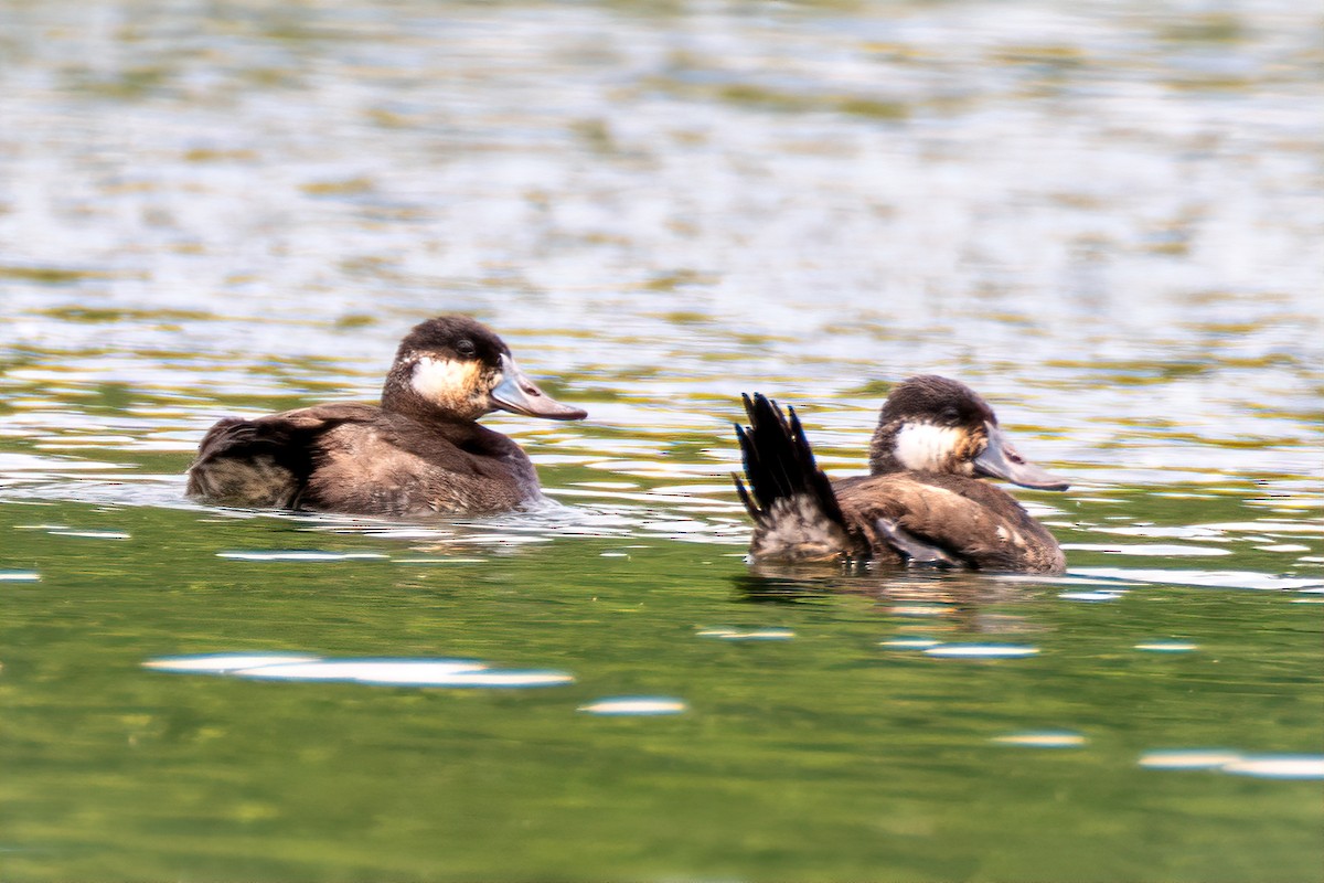 Ruddy Duck - ML620088388