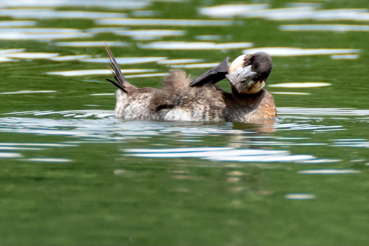 Ruddy Duck - ML620088390