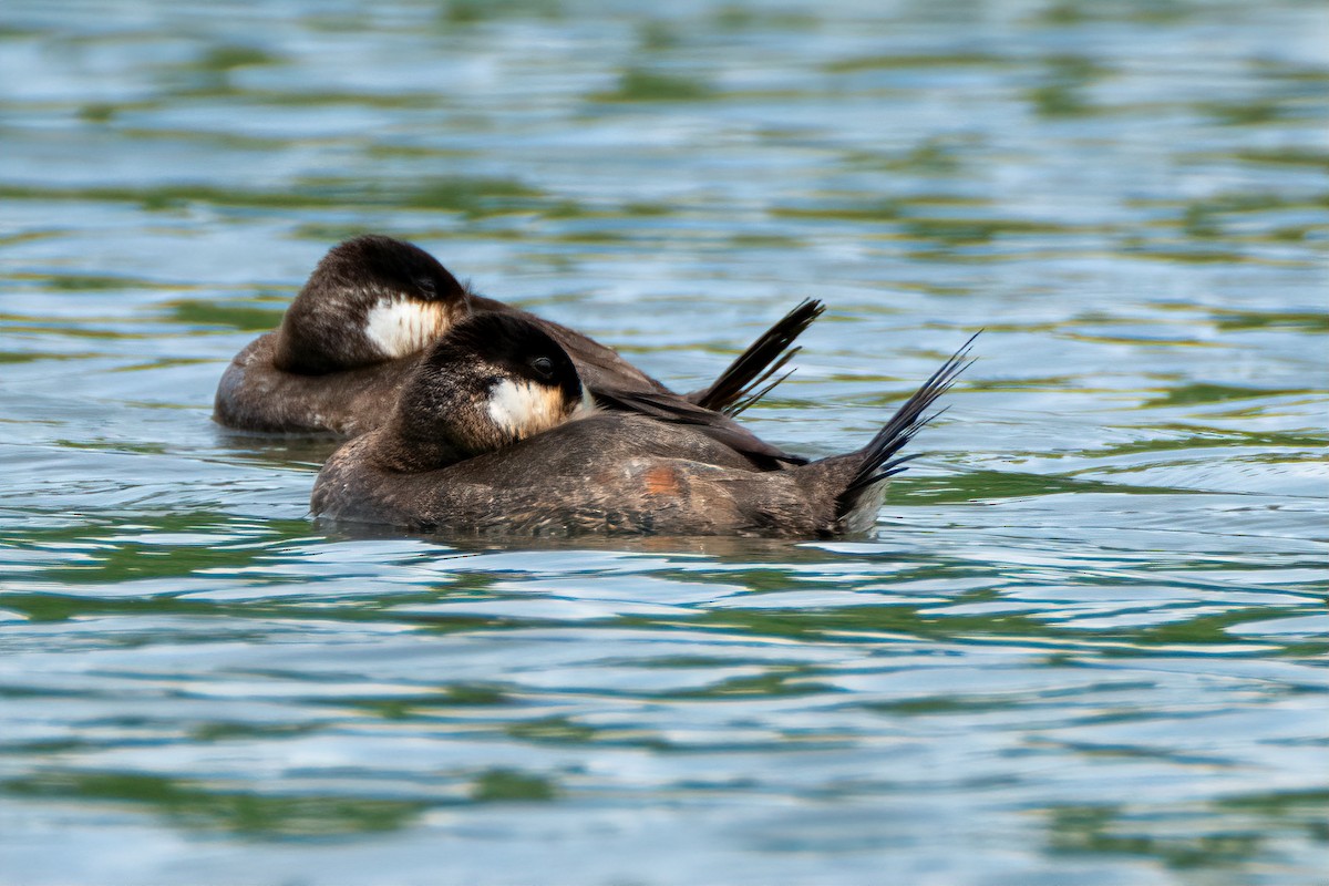 Ruddy Duck - Cheryl Taylor