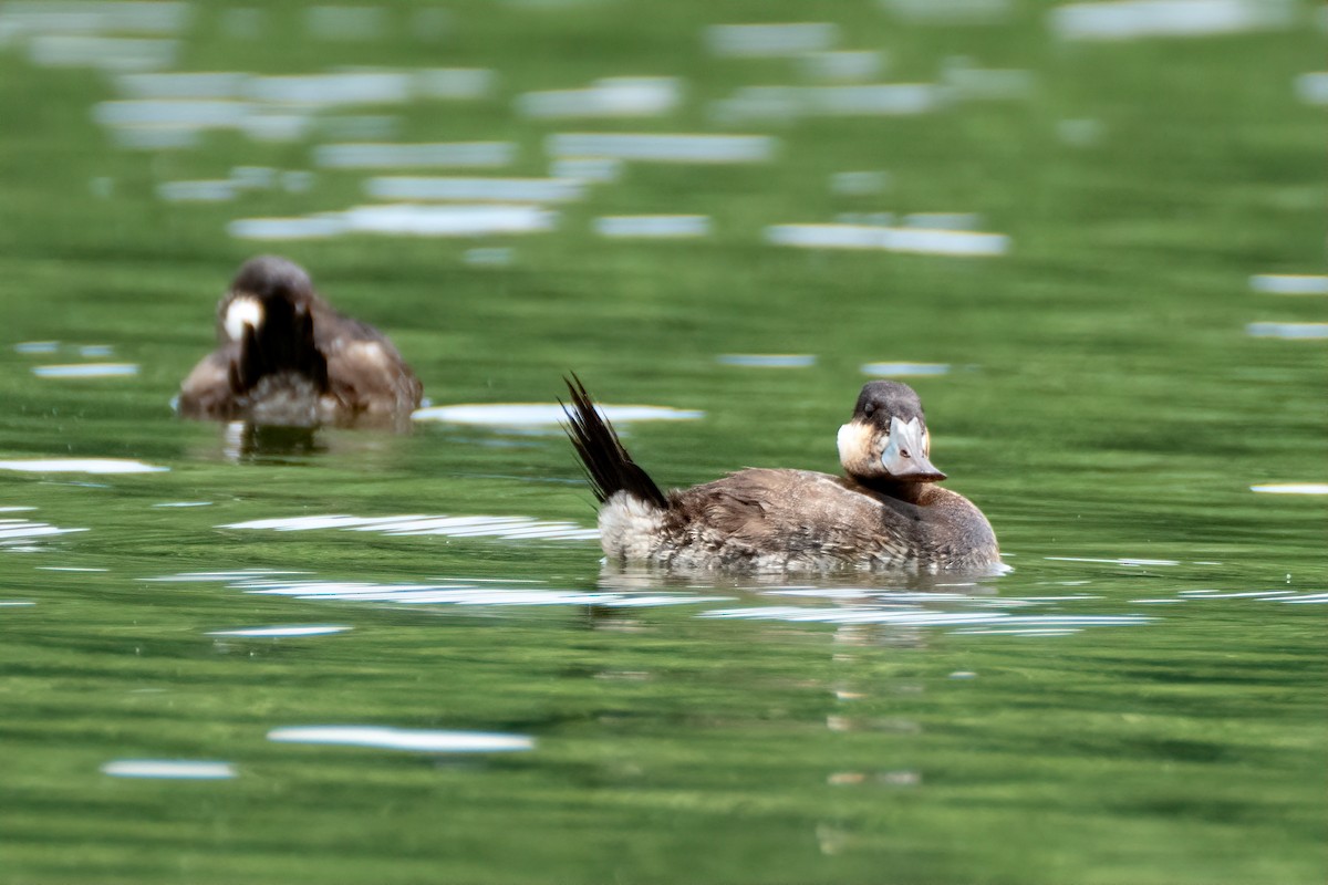 Ruddy Duck - ML620088394