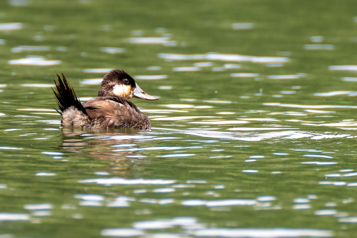 Ruddy Duck - ML620088395