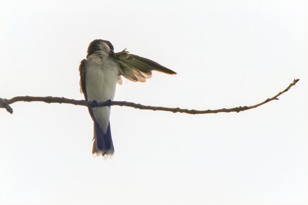 Eastern Kingbird - ML620088408