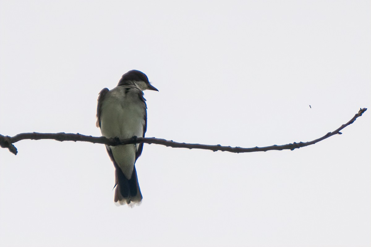 Eastern Kingbird - ML620088409