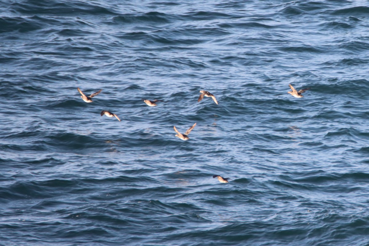 Rhinoceros Auklet - ML620088410