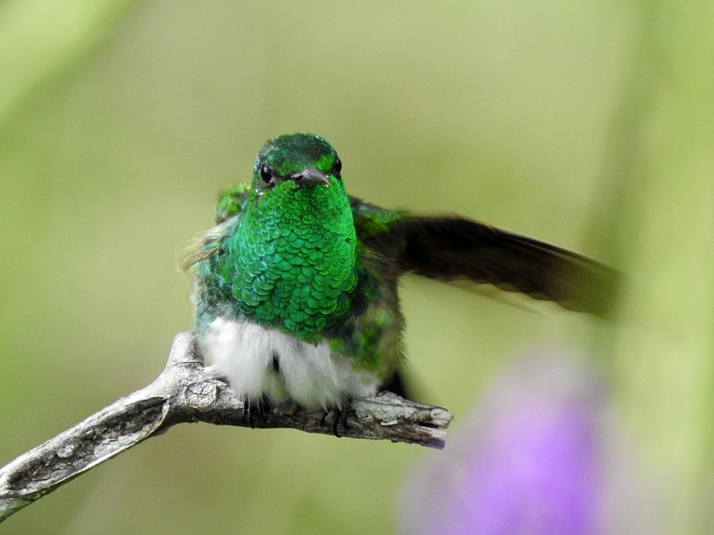 kolibřík sněhobřichý - ML620088427
