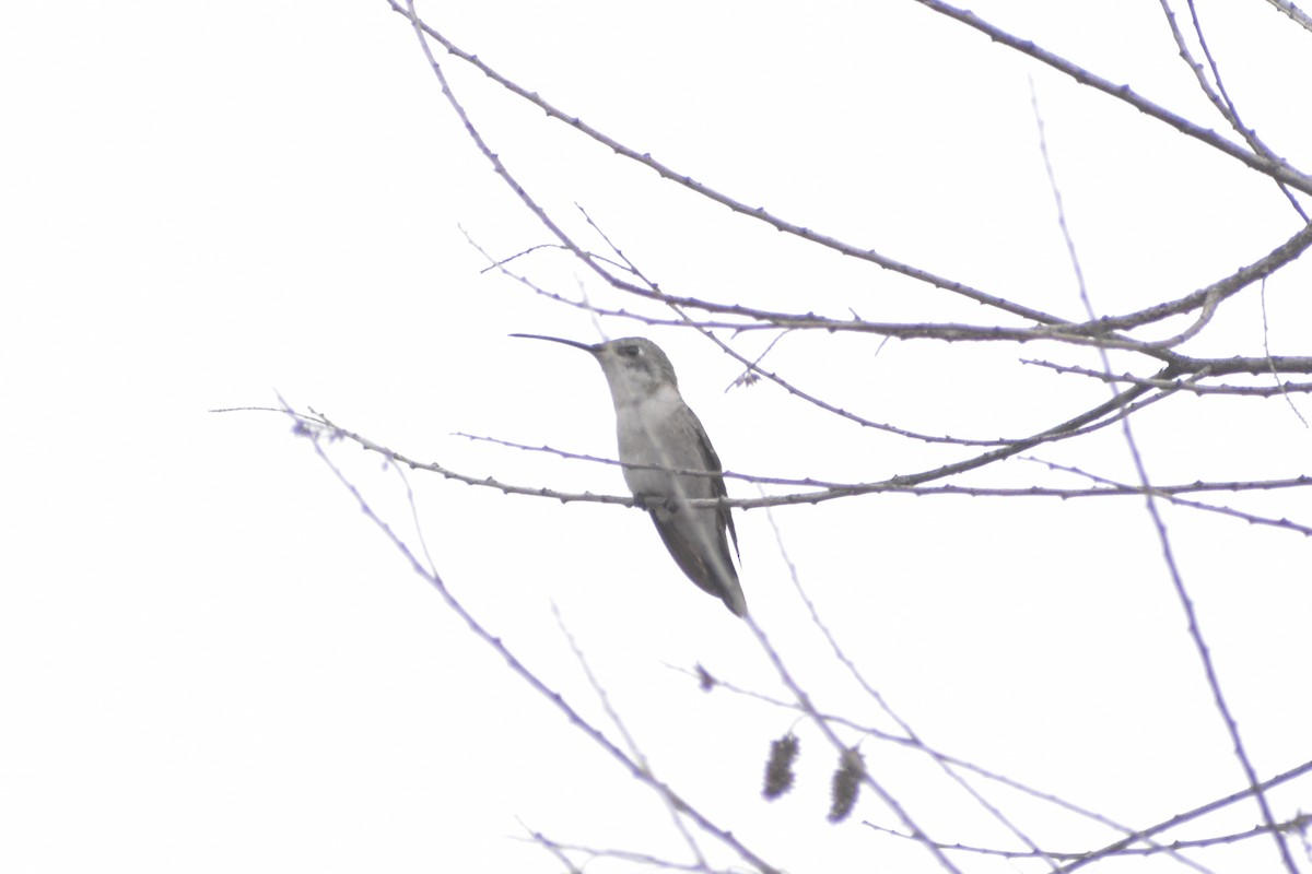Colibri vesper - ML620088429