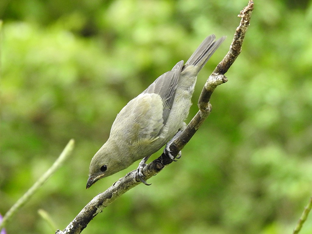 Palm Tanager - ML620088435