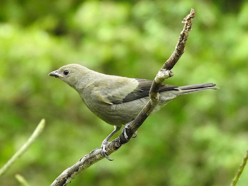 Palm Tanager - ML620088436