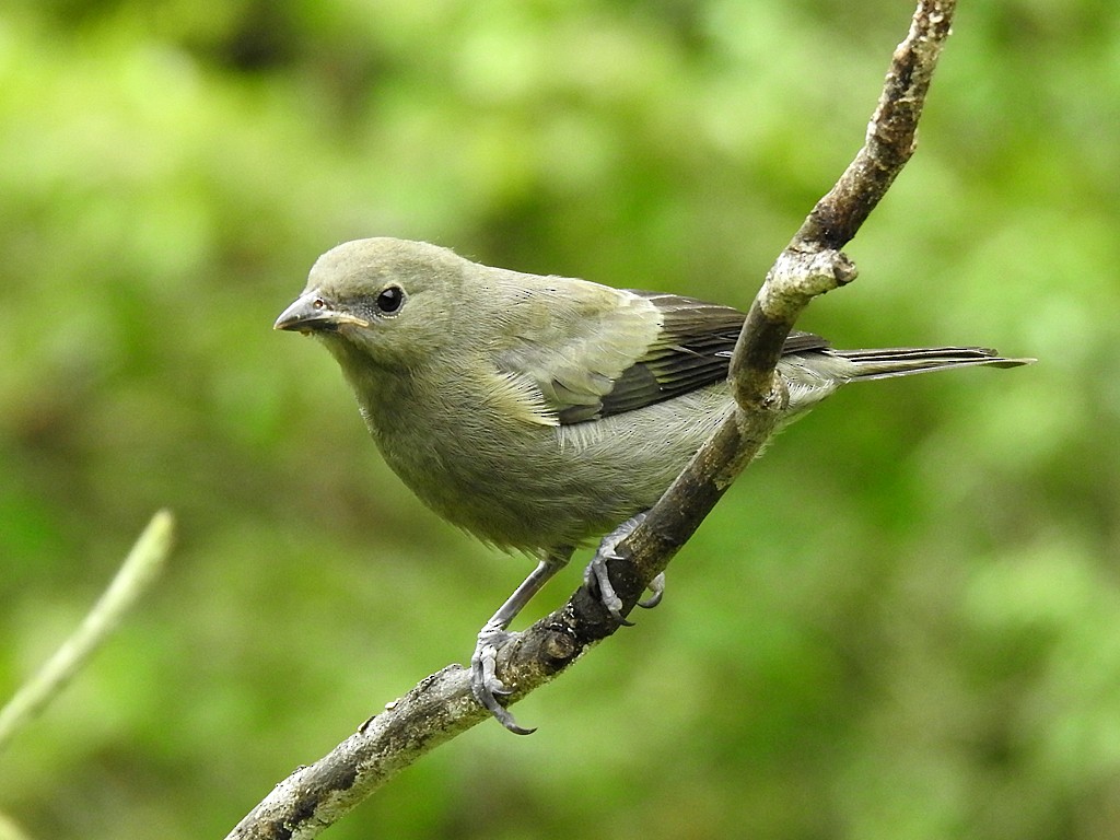 Palm Tanager - ML620088437