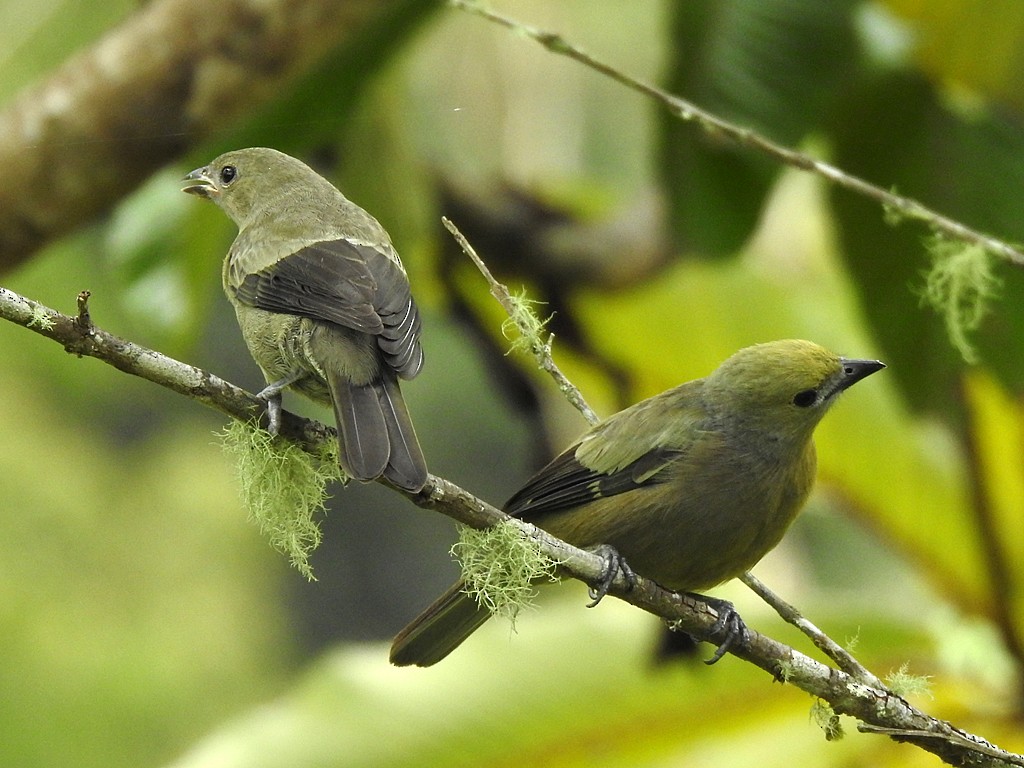 Palm Tanager - ML620088438