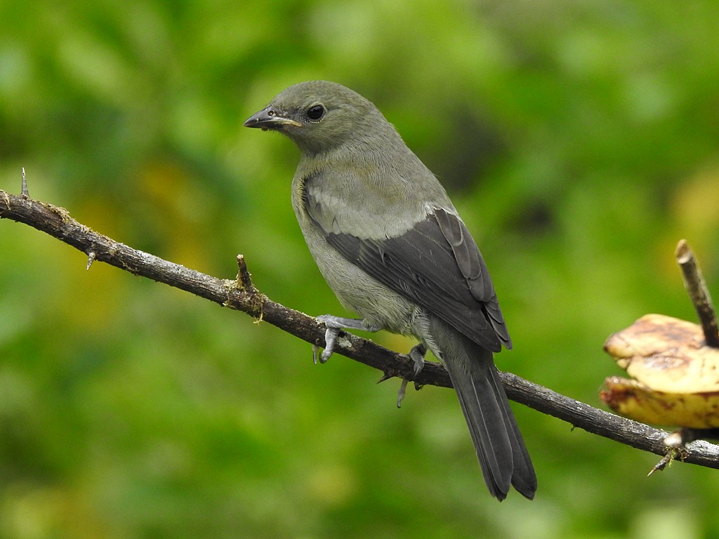 Palm Tanager - ML620088439
