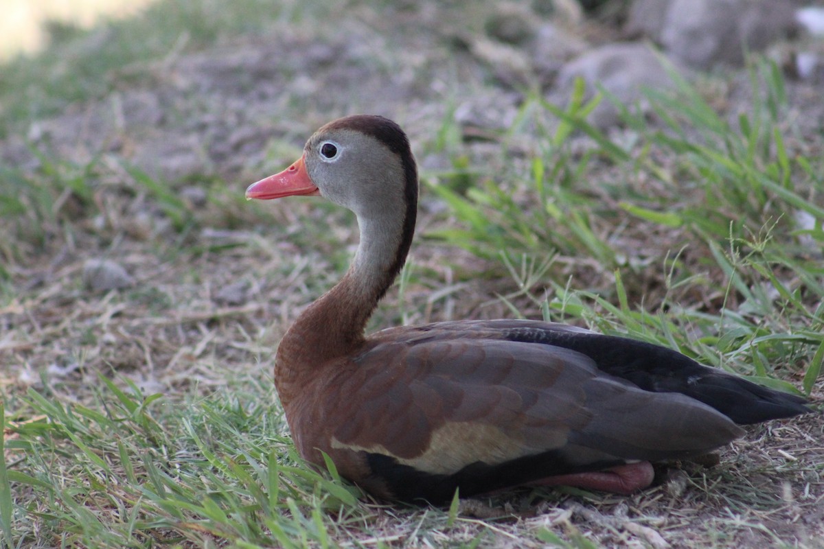 Rotschnabel-Pfeifgans (fulgens) - ML620088442