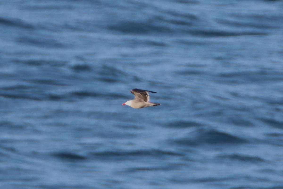 Heermann's Gull - ML620088450