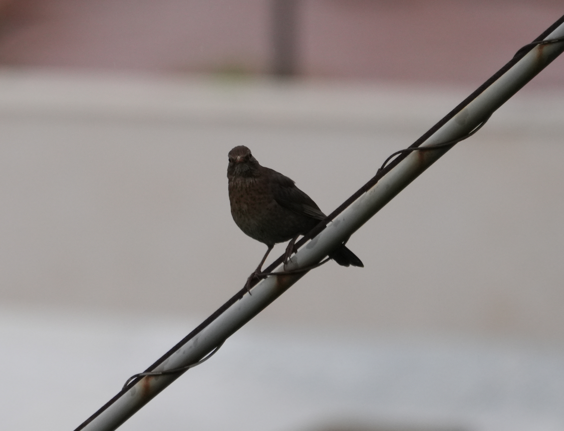 Eurasian Blackbird - ML620088457