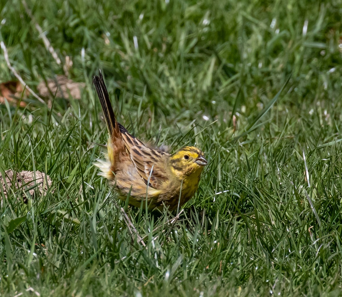 Yellowhammer - ML620088463