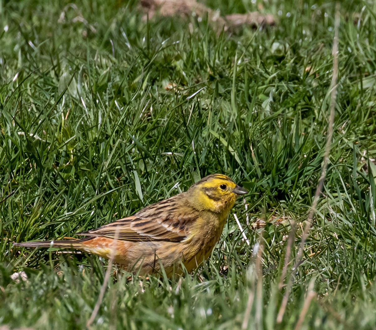 Yellowhammer - ML620088465