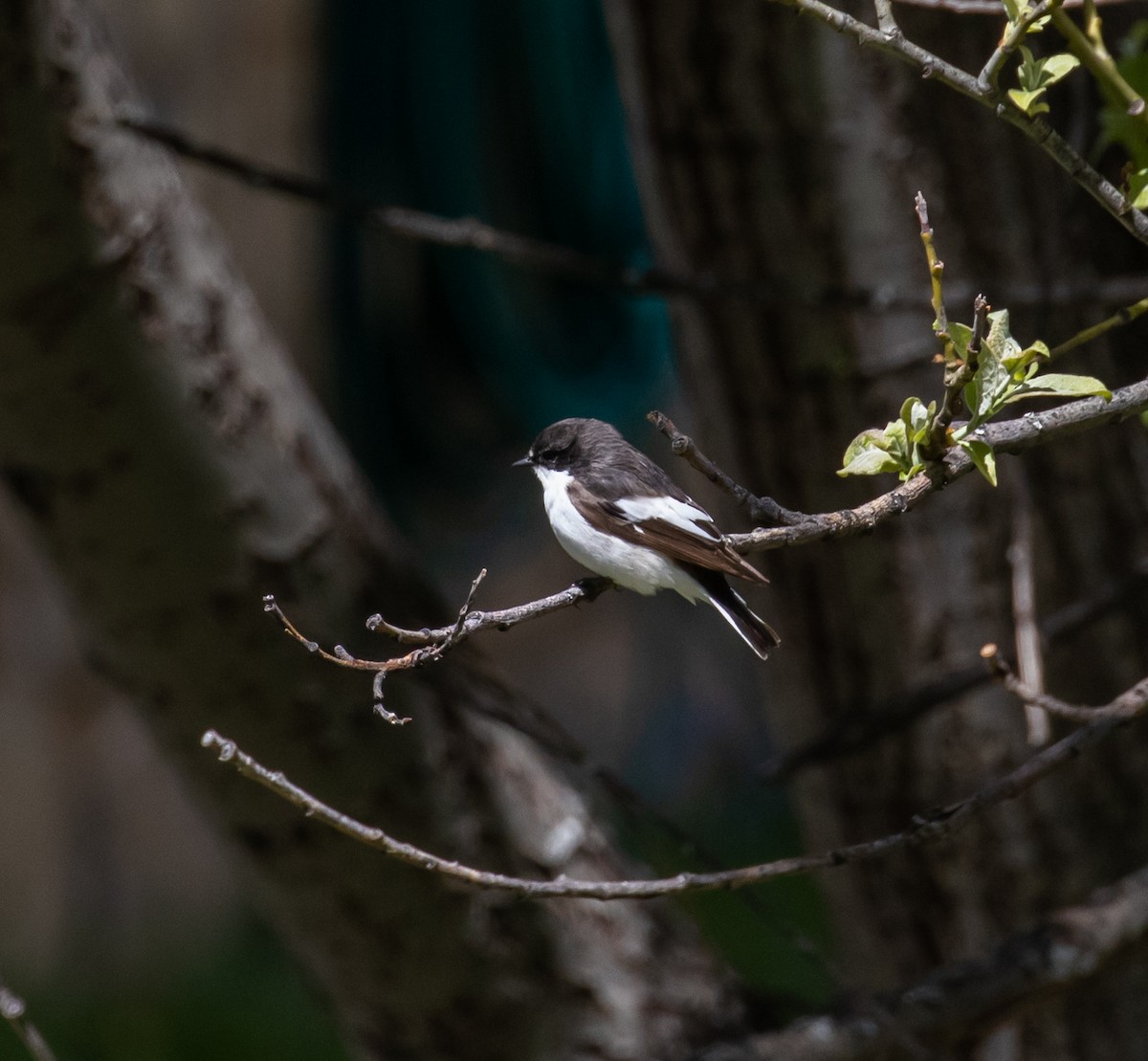 European Pied Flycatcher - ML620088471