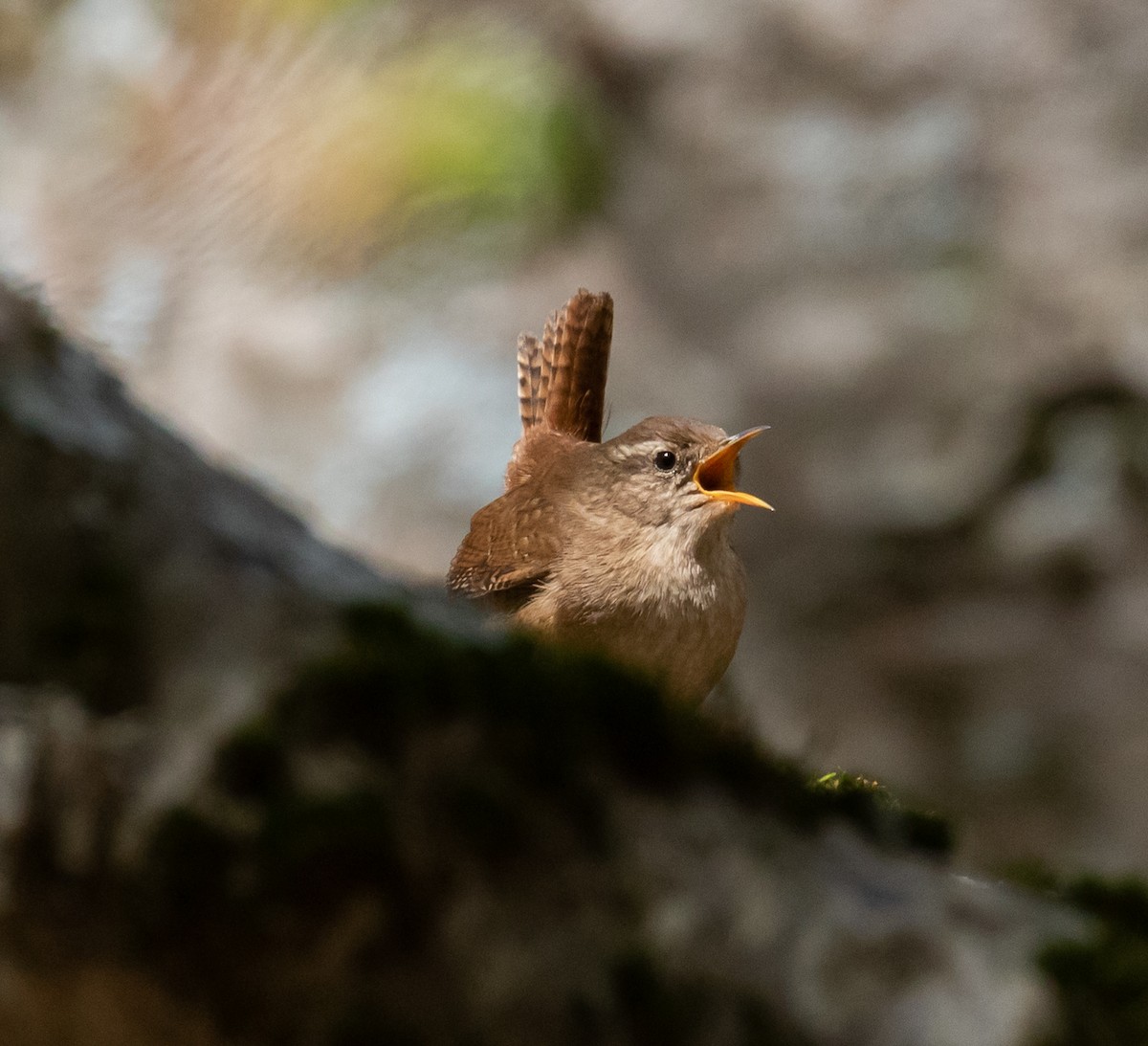 Eurasian Wren - ML620088486