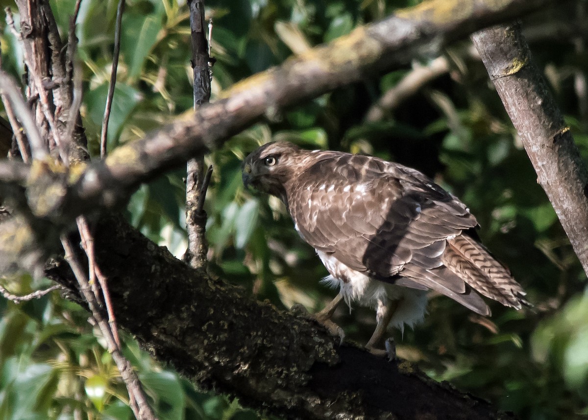 Red-tailed Hawk - ML620088495