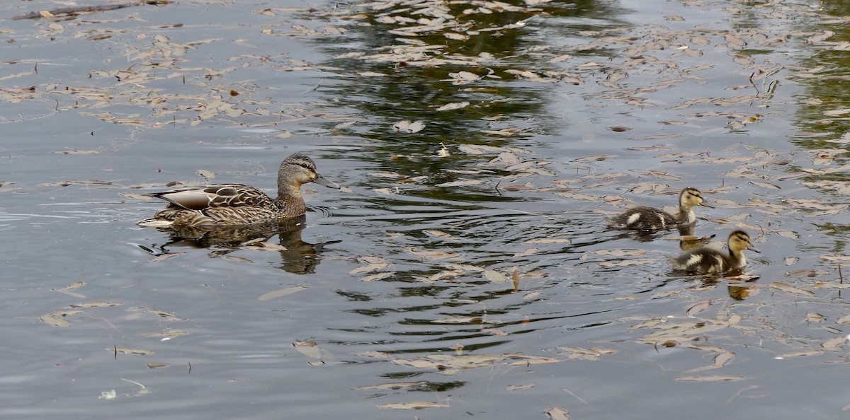 Canard colvert - ML620088530