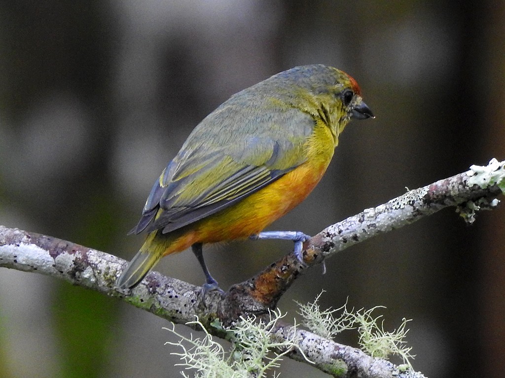 Spot-crowned Euphonia - ML620088549