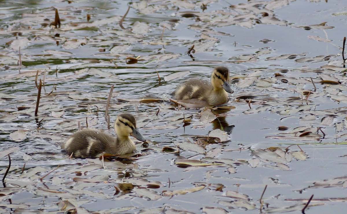 Canard colvert - ML620088553