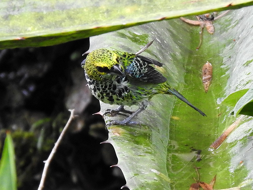 Speckled Tanager - ML620088569