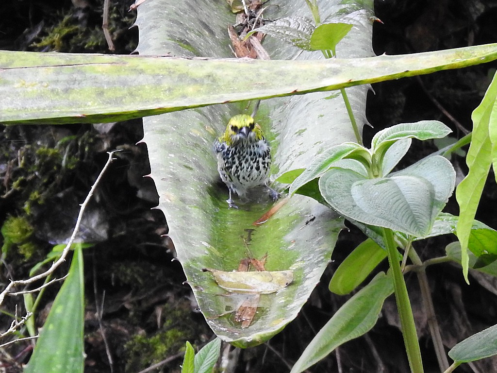 Speckled Tanager - ML620088570