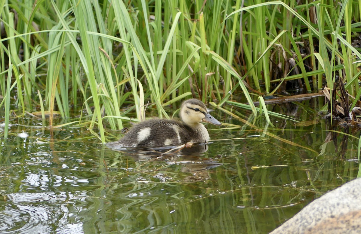 Canard colvert - ML620088573