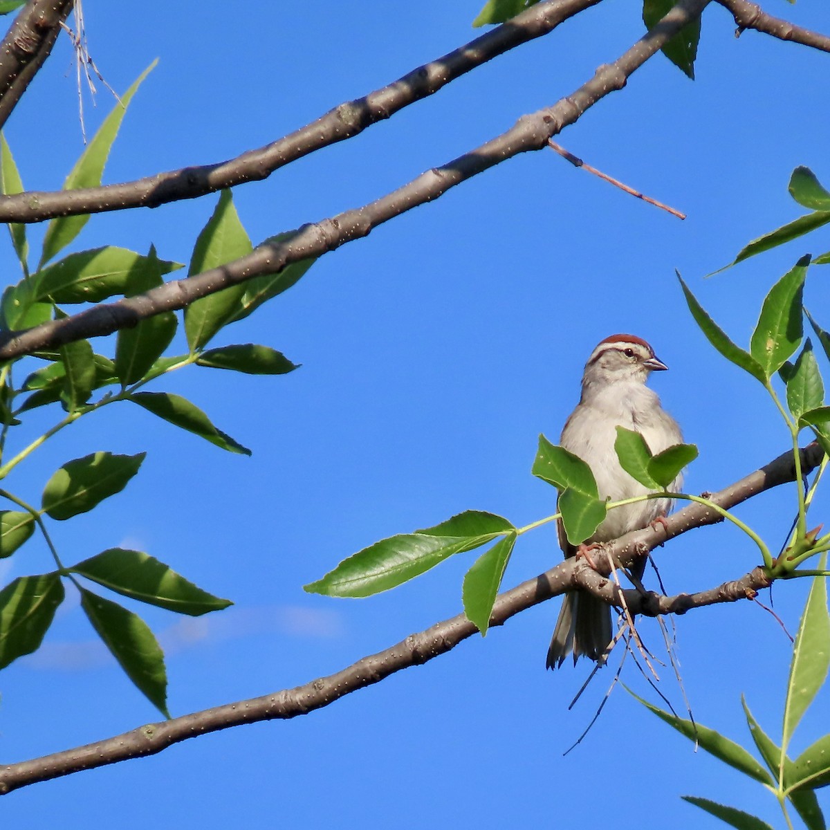 Chipping Sparrow - ML620088577
