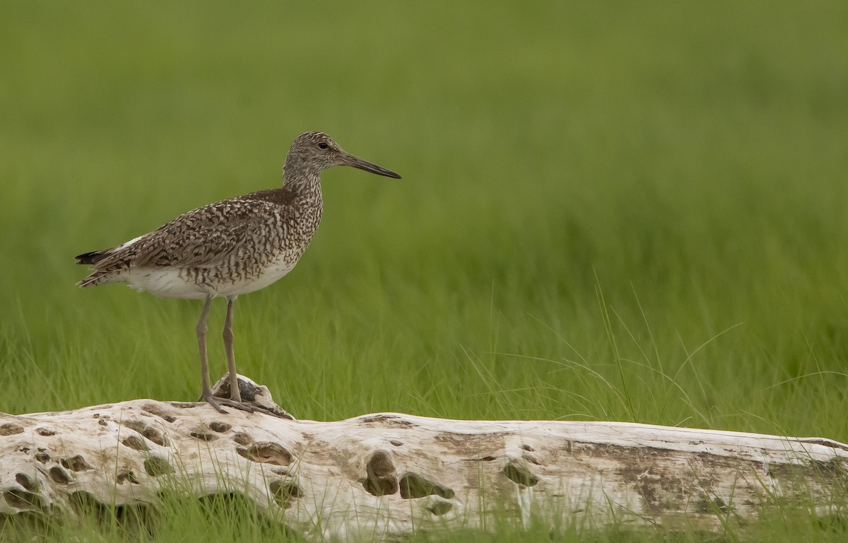 Willet (Eastern) - ML620088579