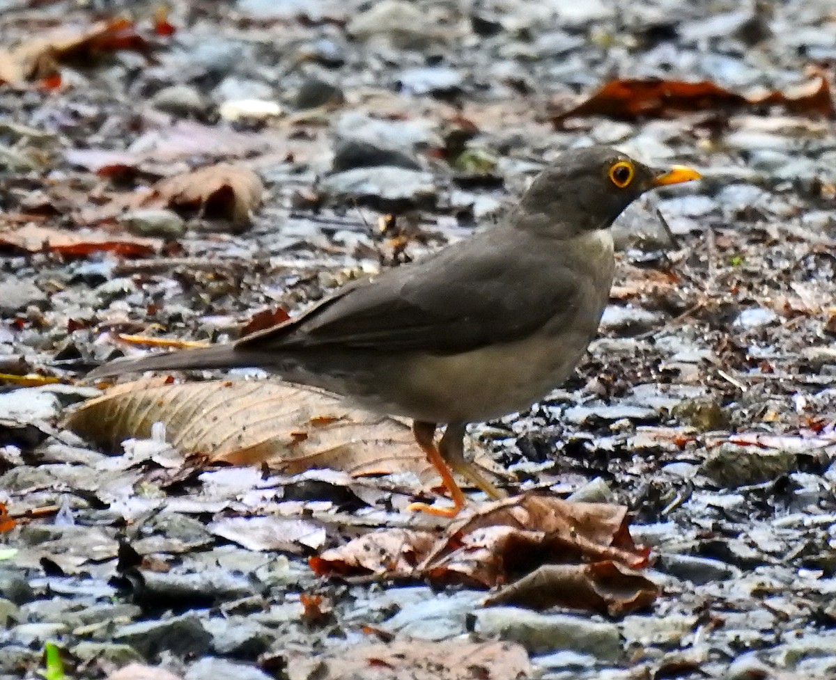 White-throated Thrush - ML620088587