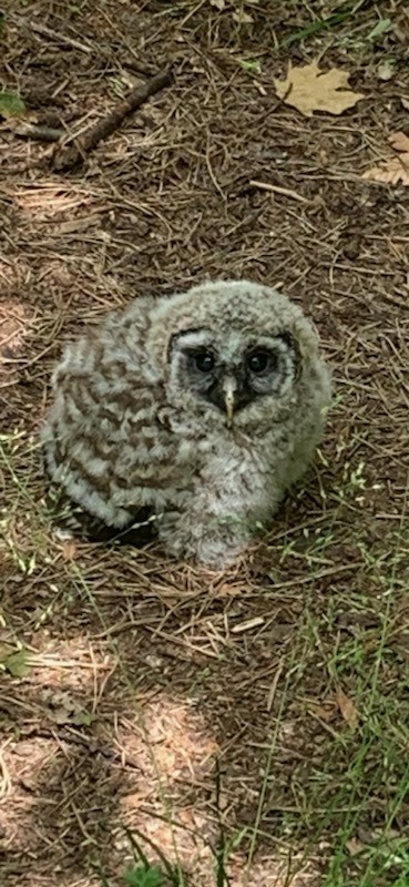 Barred Owl - ML620088608