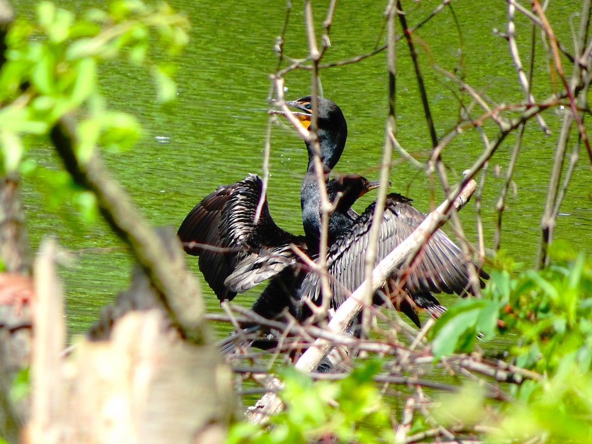 Double-crested Cormorant - ML62008861