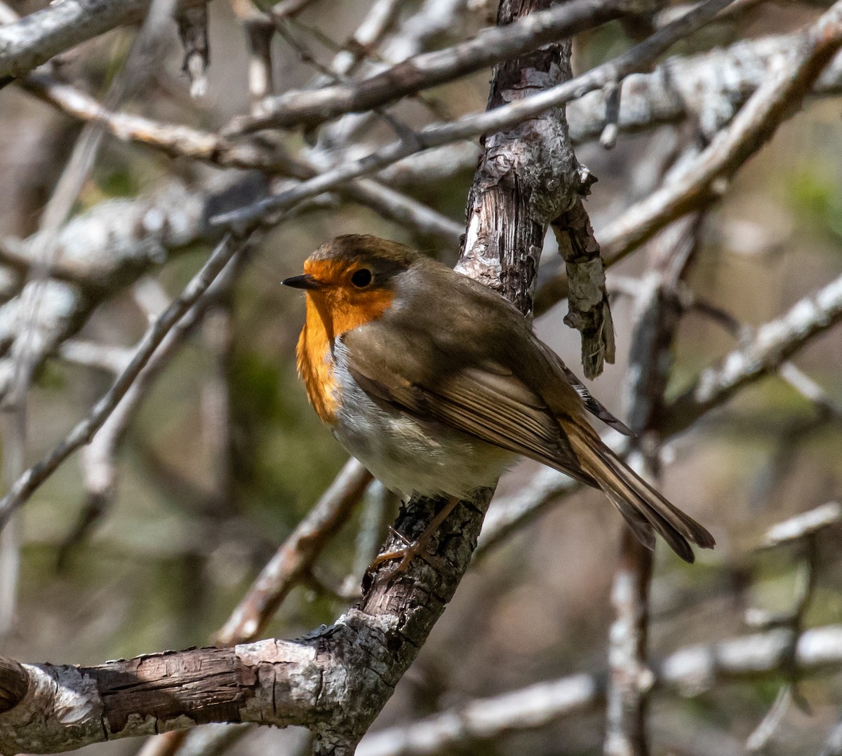 European Robin - ML620088611