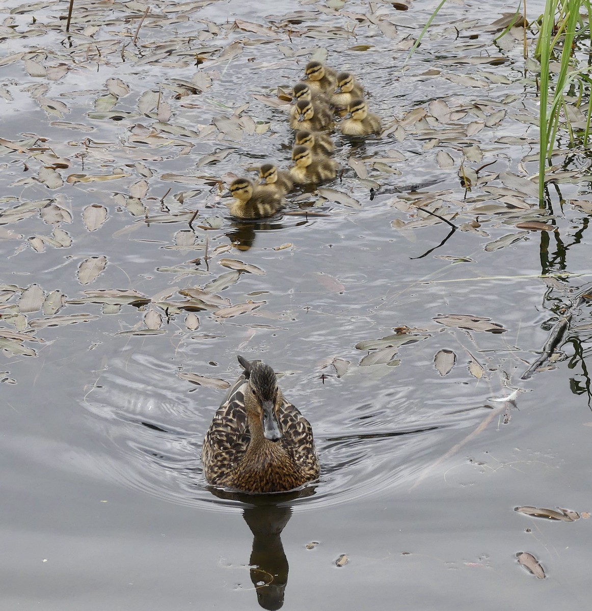 Canard colvert - ML620088612