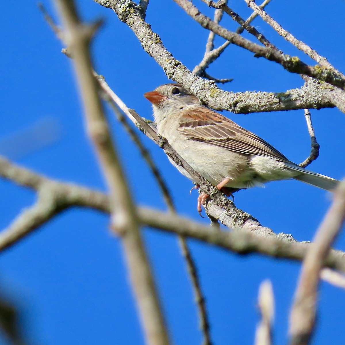 Field Sparrow - Jocelyn K