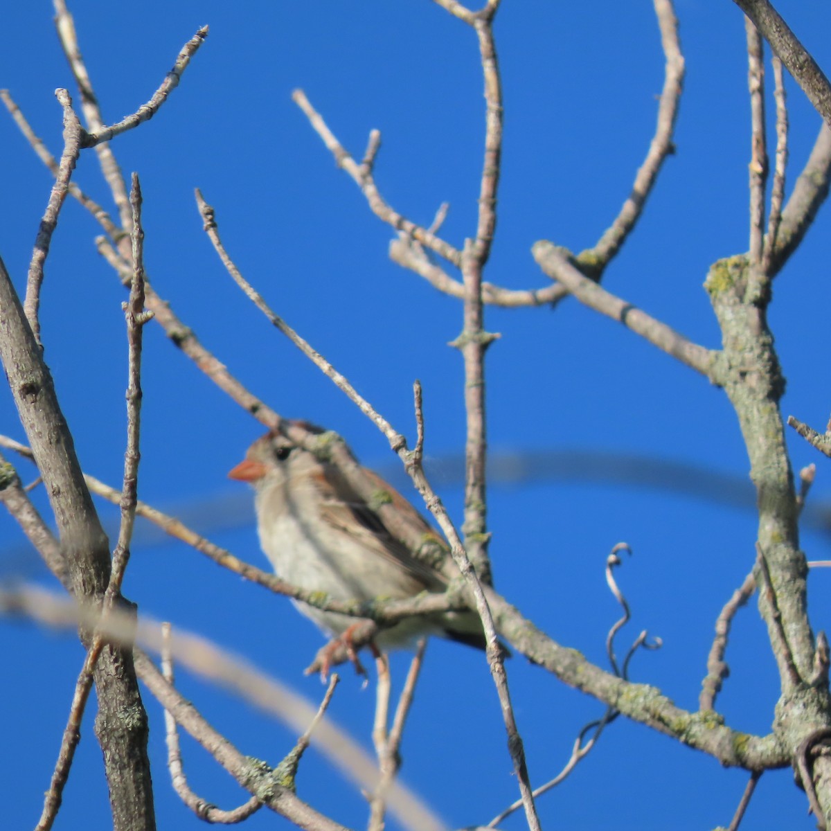Field Sparrow - ML620088614