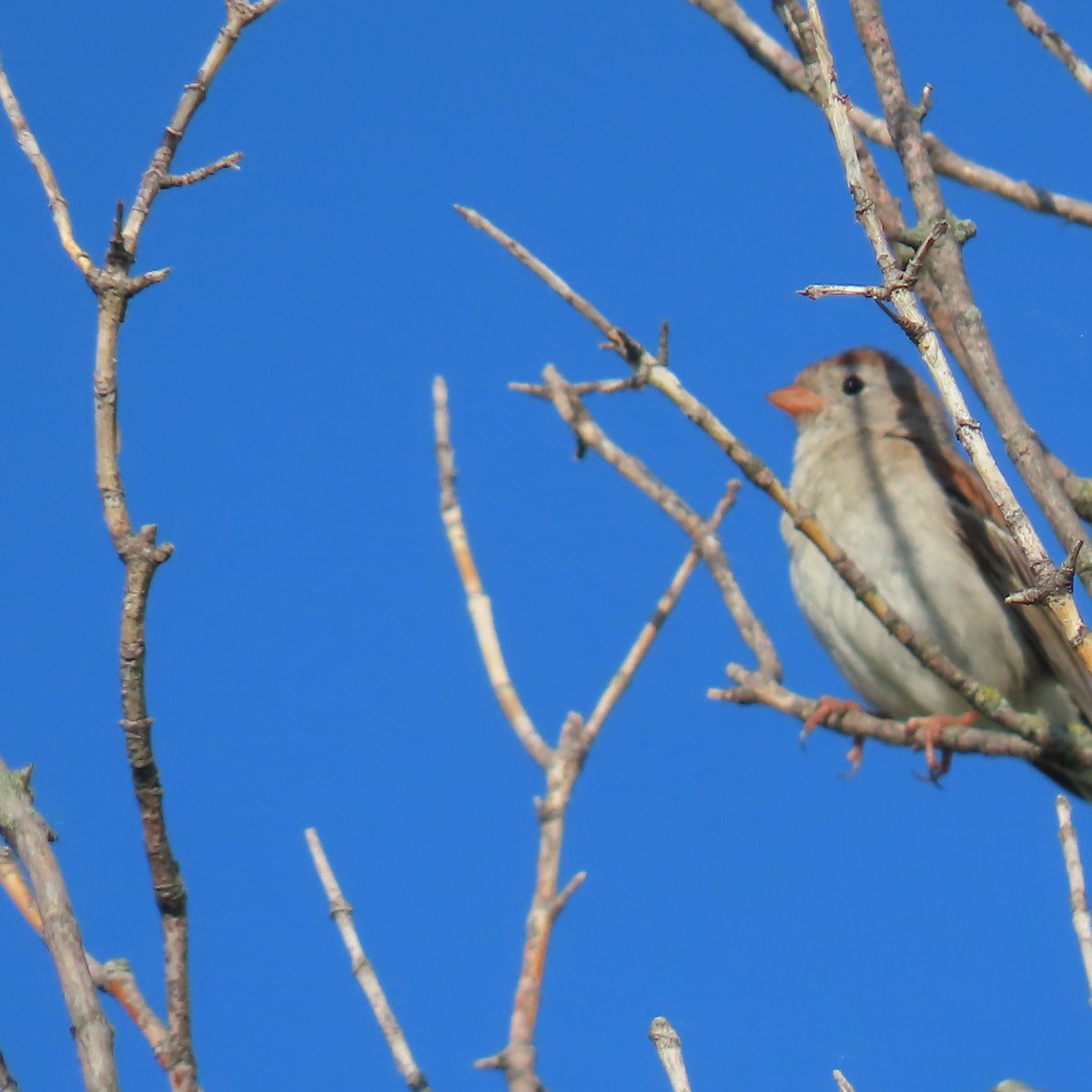 Field Sparrow - ML620088615