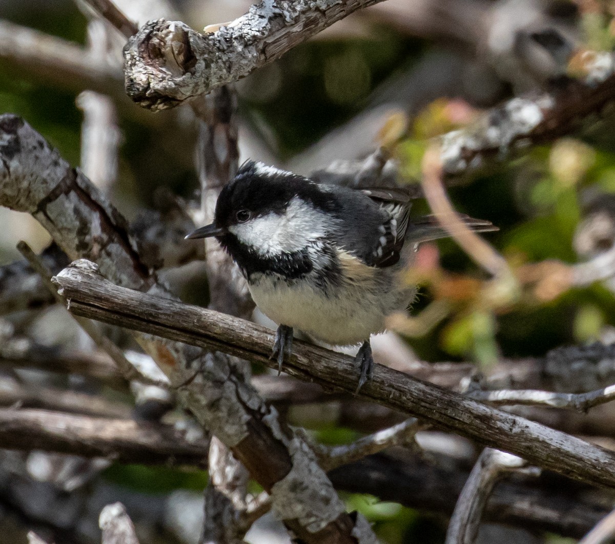 Coal Tit - ML620088616