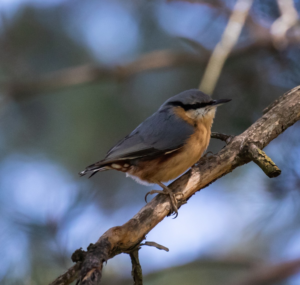 Eurasian Nuthatch - ML620088618