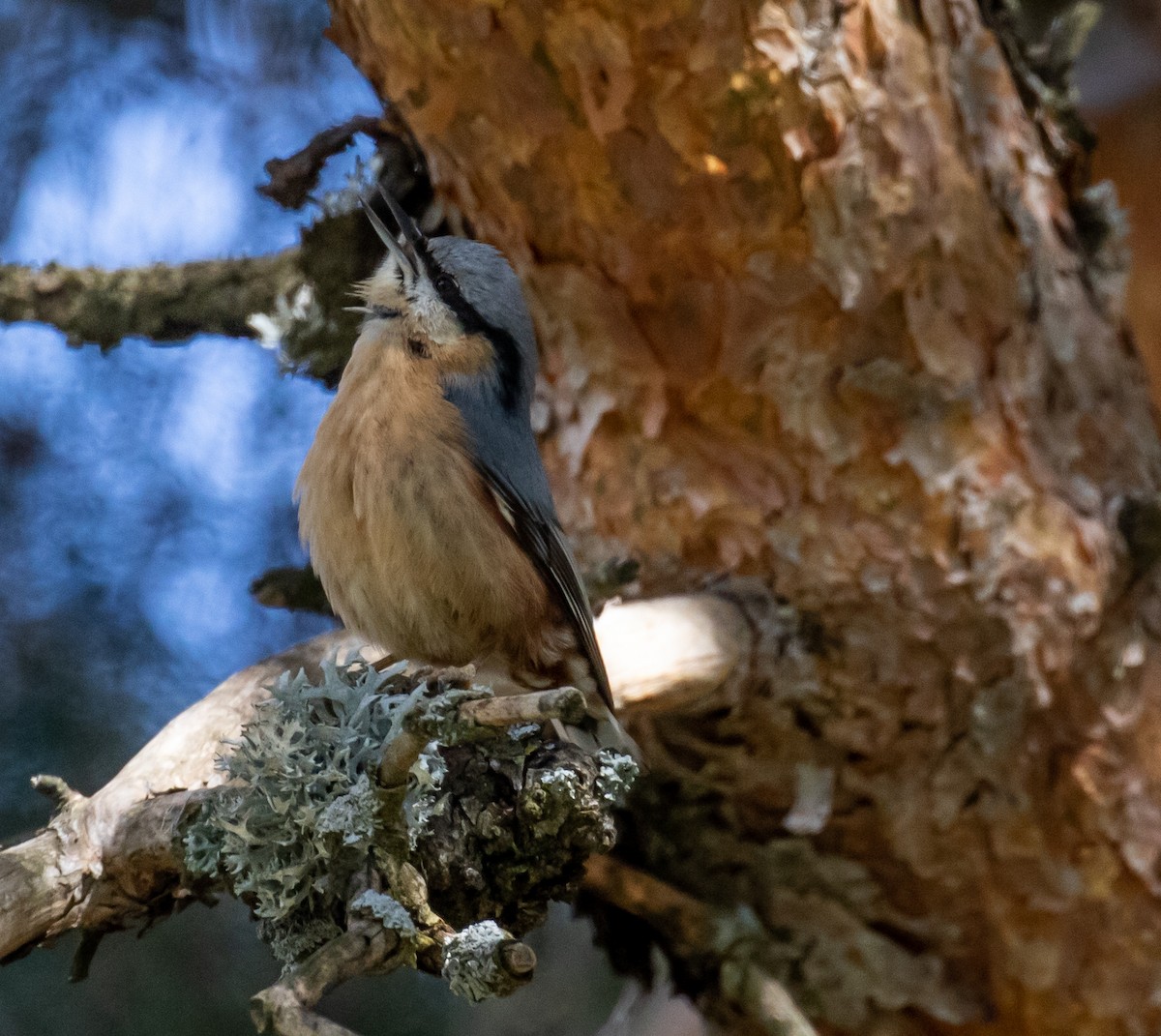 Eurasian Nuthatch - ML620088621