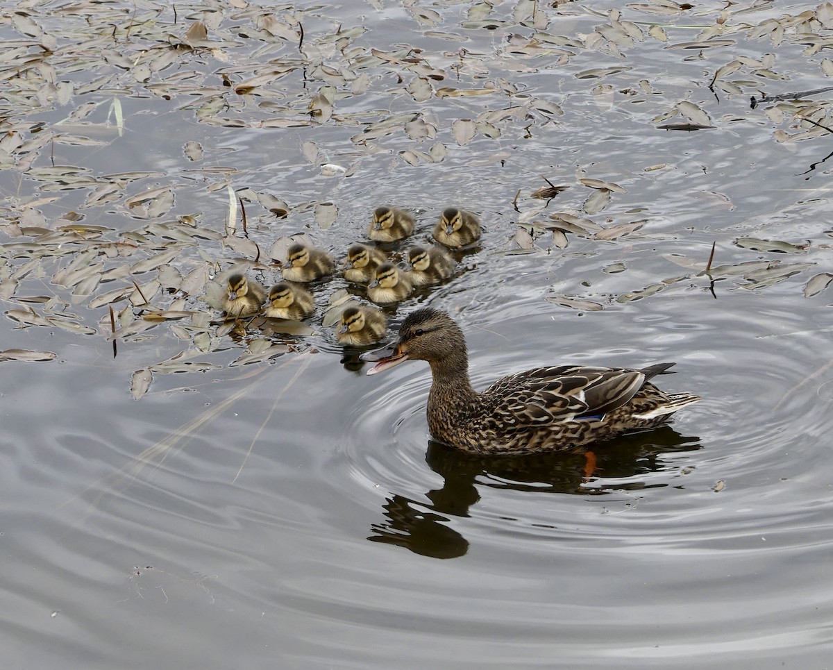 Canard colvert - ML620088623