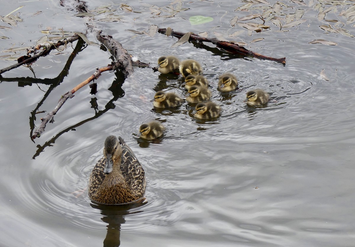 Mallard - Mary McCafferty