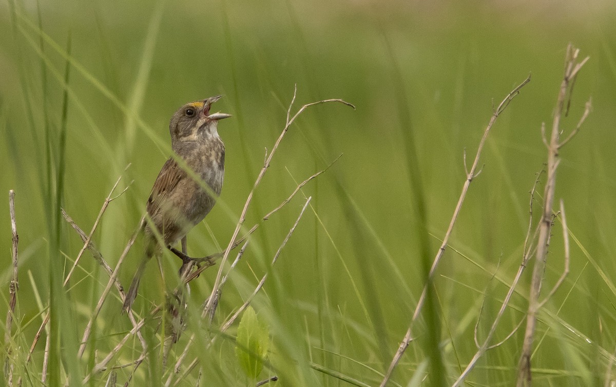 Seaside Sparrow - Keith Leonard