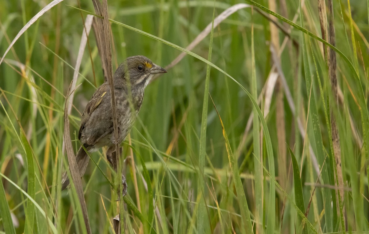 Seaside Sparrow - ML620088650