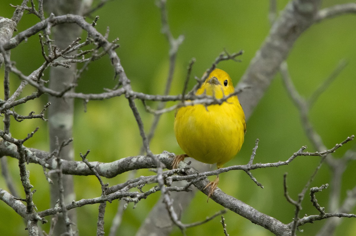Yellow Warbler (Northern) - ML620088653
