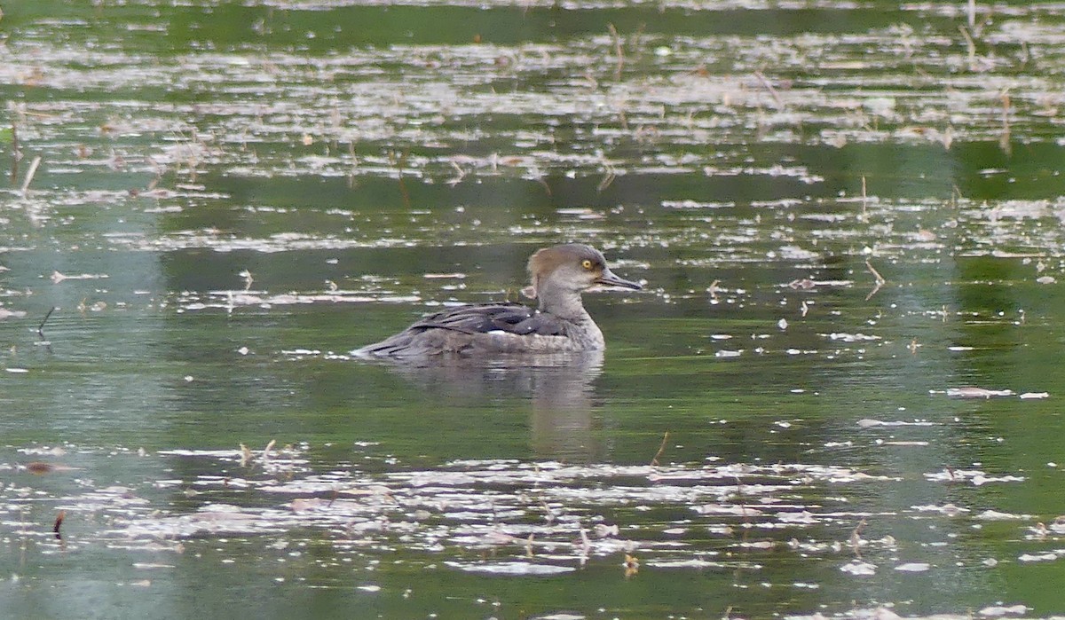 Hooded Merganser - ML620088660