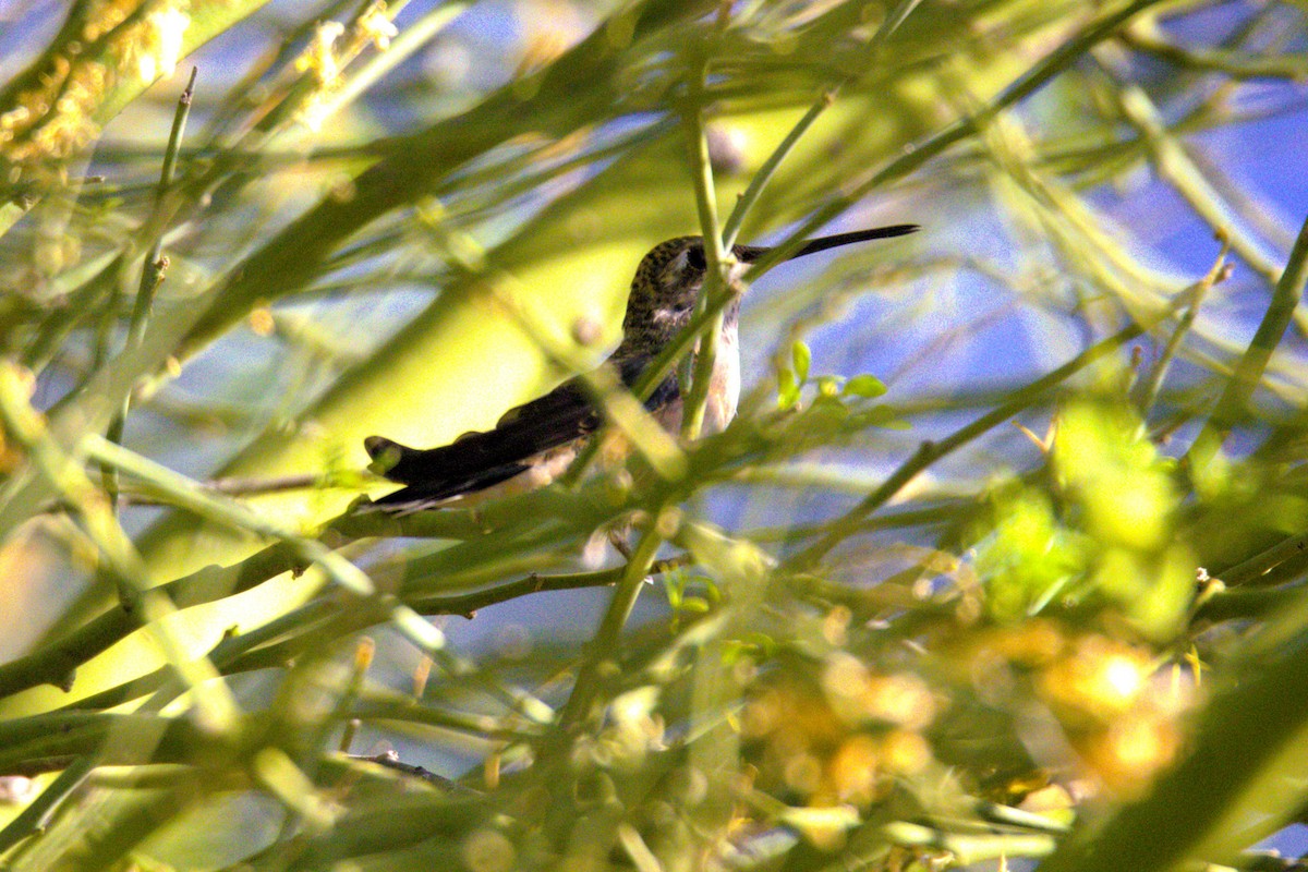 Black-chinned Hummingbird - ML620088667