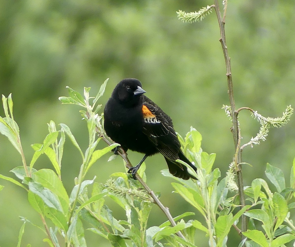 Red-winged Blackbird - ML620088676